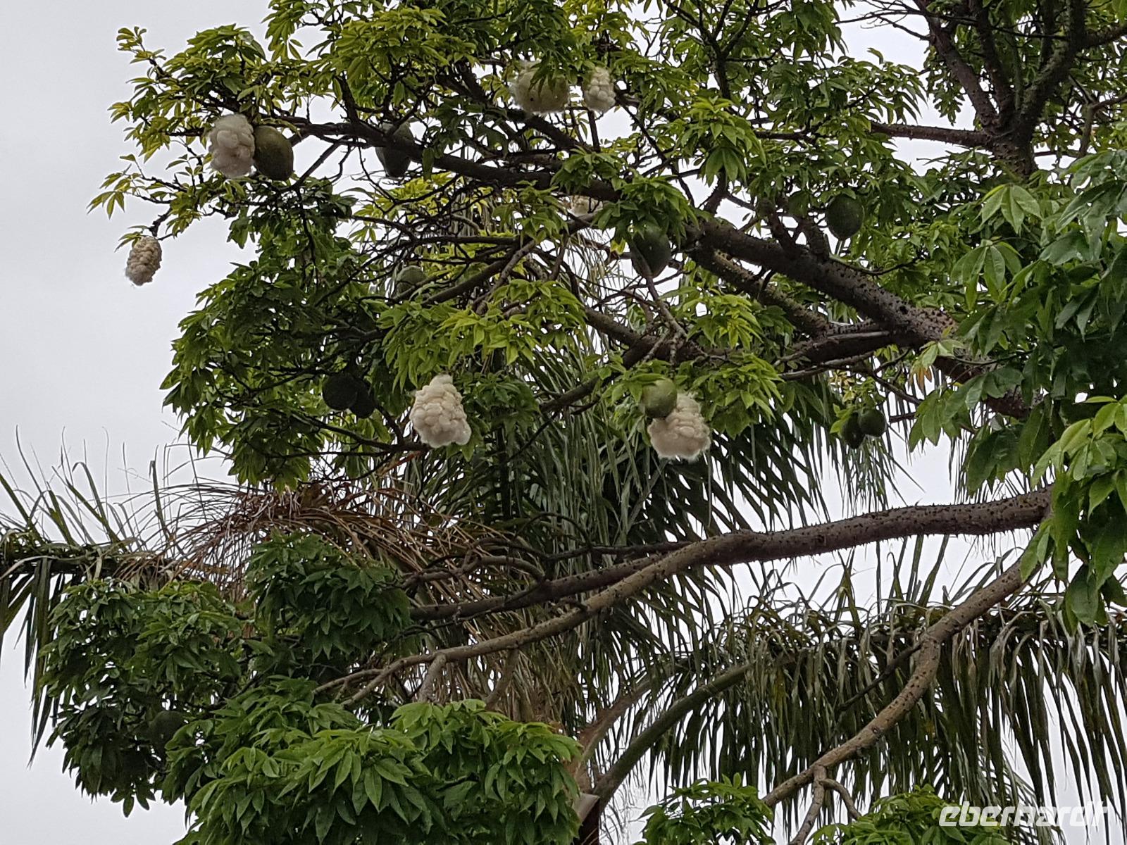 Madeira, Canico, Quinta Splendida, Kapokbaum