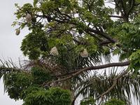 Madeira, Canico, Quinta Splendida, Kapokbaum