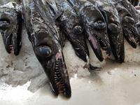 Madeira, Funchal, Fischhalle, Espada