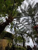 Madeira, Funchal, Botanischer Garten, Baumfarne