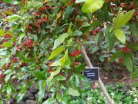 Madeira, Funchal, Botanischer Garten, Mickimausstrauch