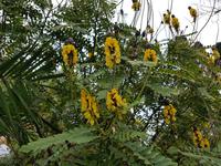 Madeira, Funchal, Popkornstrauch