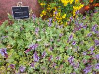 Madeira, Funchal, Basilikum