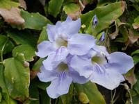 Madeira, Funchal, Botanischer Garten