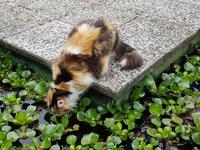 Madeira, Funchal, Botanischer Garten