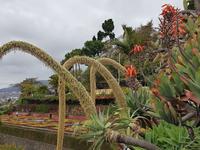 Madeira, Funchal, Botanischer Garten, Schwanenhalsagaven