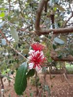 Madeira, Funchal, Botanischer Garten