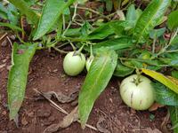 Madeira, Funchal, Botanischer Garten, Birnenmelone