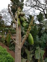Madeira, Funchal, Papaya