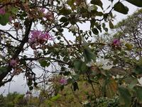 Madeira, Funchal, Botanischer Garten, Orchideenblütenbaum