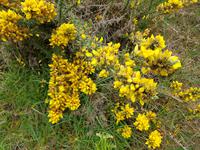 Madeira, Levada do Paul, Stechginster