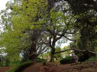 Madeira, Funchal, Palheiro Garden