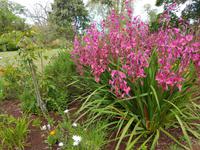 Madeira, Funchal, Palheiro Garden, Wasonia