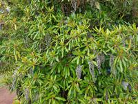 Madeira, Funchal, Palheiro Garden, Maiglöckchenbaum