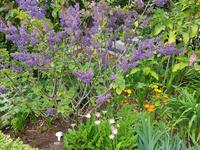 Madeira, Funchal, Palheiro Garden, Salbeistrauch