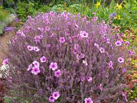 Madeira, Funchal, Palheiro Garden, Storchschnabel