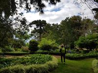 Madeira, Funchal, Palheiro Garden, Araucaria bidwillii (hinten Mitte)