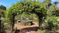 Madeira, Funchal, Palheiro Garden, Rosengarten