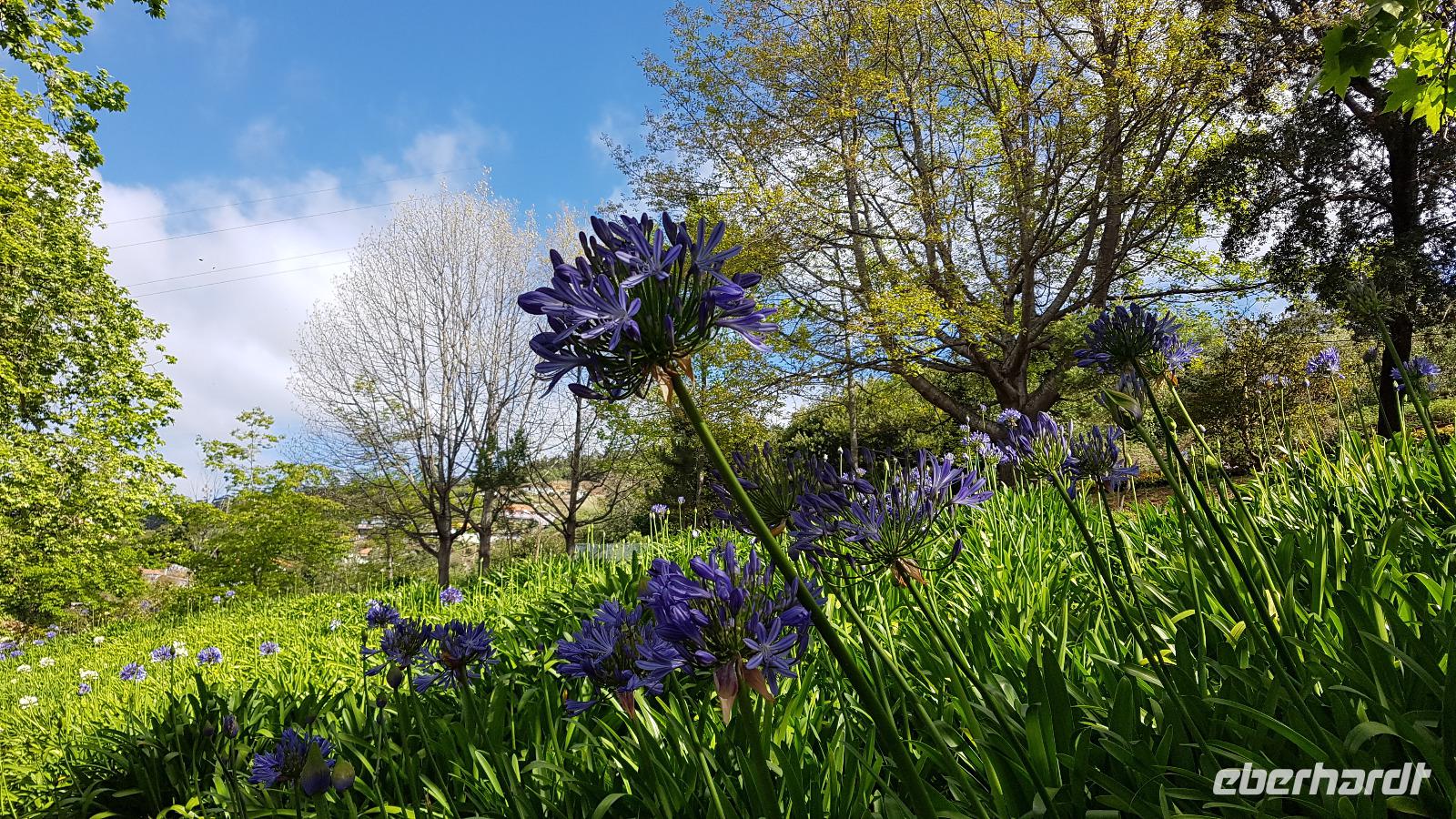 Madeira, Funchal, Palheiro Garden, Acapantus