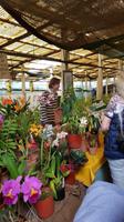 Madeira, Funchal, Quinta Boa Vista, Orchideen