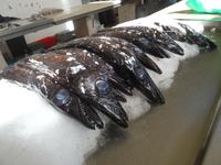 Markthalle Funchal - der berühmte Degenfisch