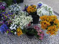 überall Blumen in Funchal