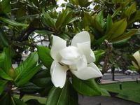 Funchal - Santa Catarina Park - Magnolienblüte