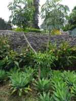 Funchal - Santa Catarina Park - Regenschirmbaum +Agaven