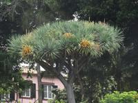 Funchal - Santa Catarina Park - Drachenbaum