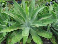 Funchal - Santa Catarina Park 