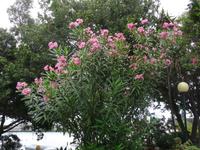 Funchal - Santa Catarina Park - Koriander