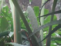 Tropical Garden in Monte - Ananas-Bananen-Frucht