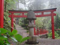Tropical Garden in Monte 