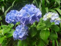 Tropical Garden in Monte - Hortensien