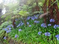 Tropical Garden in Monte - Agapanthus