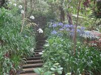 Tropical Garden in Monte - Agapanthus