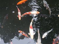 Tropical Garden in Monte 