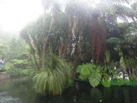 Tropical Garden in Monte 