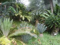 Tropical Garden in Monte 