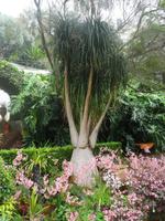 Tropical Garden in Monte - Elefantenfuss