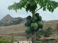 Porto Santo - Papaya