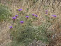 Porto Santo - blühende Disteln