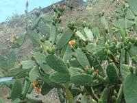 Porto Santo - Feigen-Kaktus