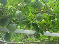 Porto Santo - Passionsfrüchte