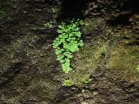 Sa Vicente - Pflanzenwuchs in den Lava-Grotten