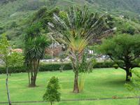 Sa Vicente - die Palme der Reisenden am Ausgang der Grotten