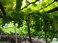 Faja dos Padres _ Weintrauben der Sorte 