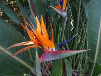 Faja dos Padres - Strelizie mit Biene