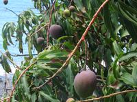 Faja dos Padres - Mango