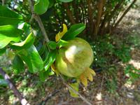 Faja dos Padres - Granatapfel